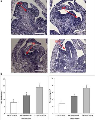 Transcriptome Analysis of Short-Day Photoperiod Inducement in Adzuki Bean (Vigna angularis L.) Based on RNA-Seq